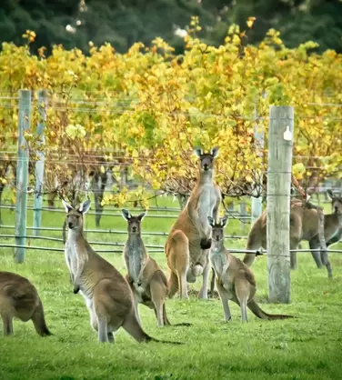 Дегустация вин Австралии