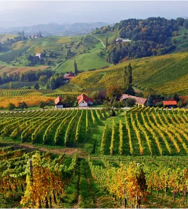 Дегустация вин Австрии