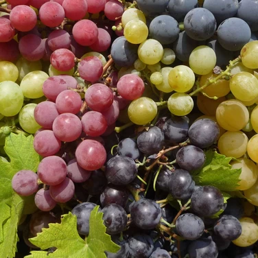 Какие бывают сорта винограда вин?